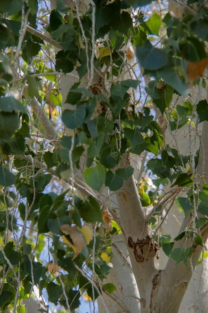 Fremont Cottonwood (Populus Fremontii) Named After The Early Explorer